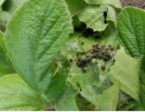 Seeing Thistle Caterpillars In Soybean